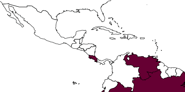 map of Johnsonius xanthus     Marsh, 1993
